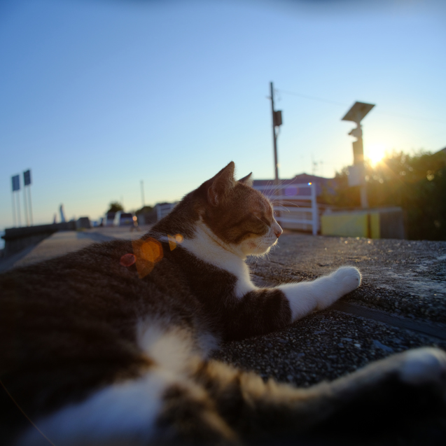 知られざるレンズ VIVITAR 24mm f2 : セカンド・ライフ・ヴィンテージ