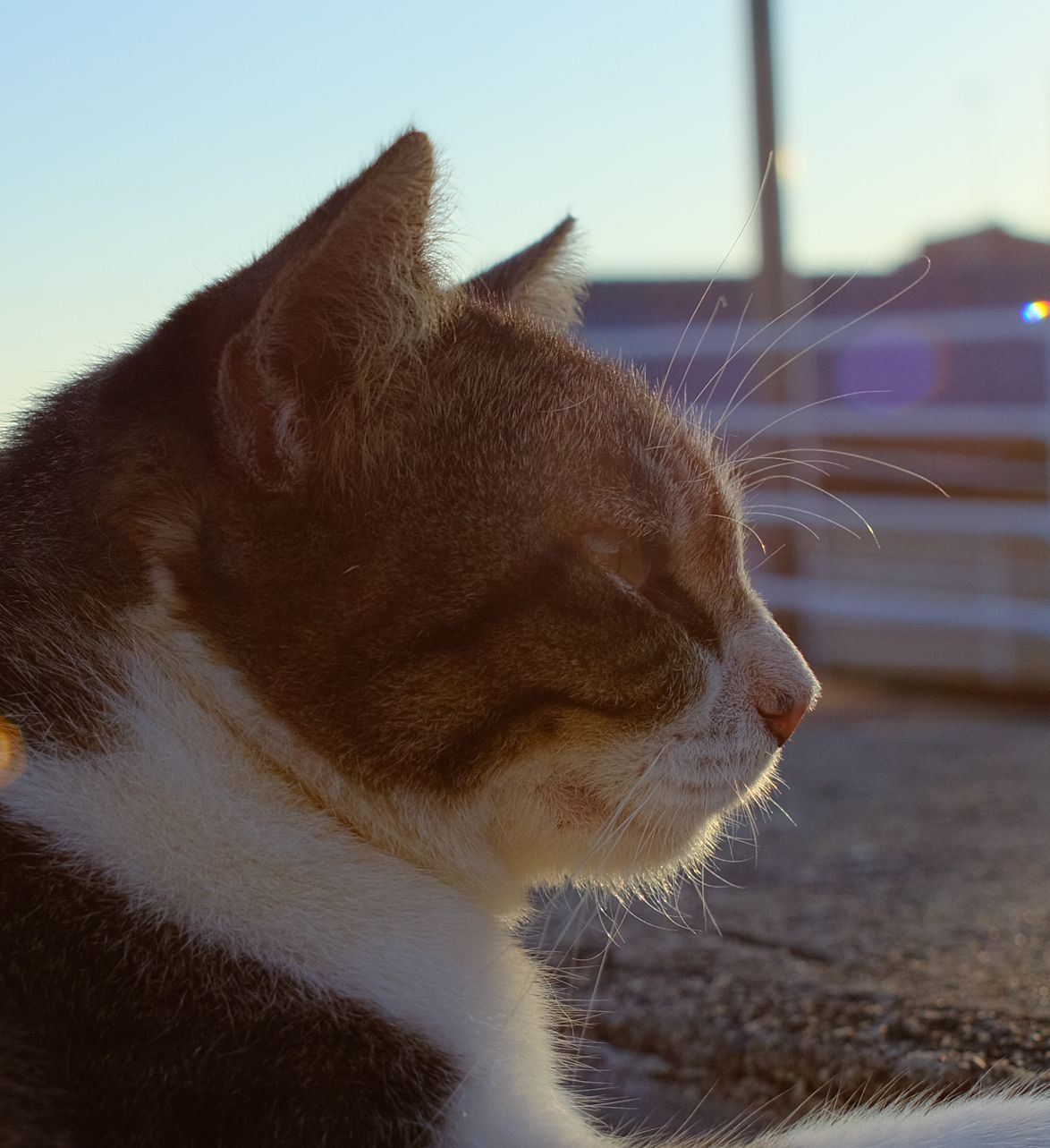 知られざるレンズ VIVITAR 24mm f2 : セカンド・ライフ・ヴィンテージ