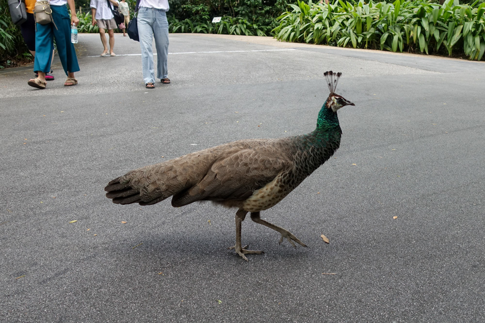 August 2019 Singapore Zoo 3_b0330044_22074533.jpg