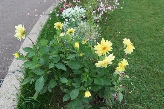 空気が花色をきれいに_e0398246_05344182.jpg