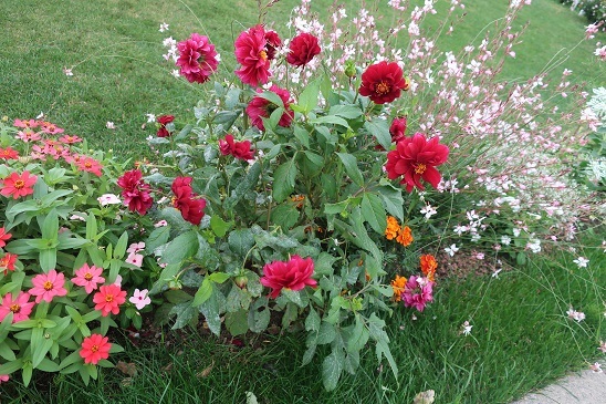 空気が花色をきれいに_e0398246_05355710.jpg