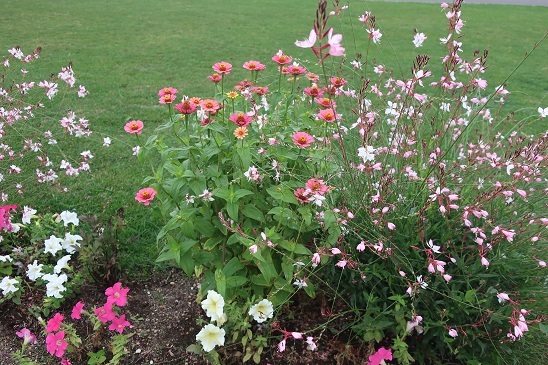 空気が花色をきれいに_e0398246_05360766.jpg