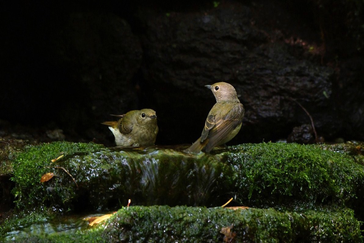 水場のセンダイムシクイ・キビタキ♀_c0233349_23261246.jpg