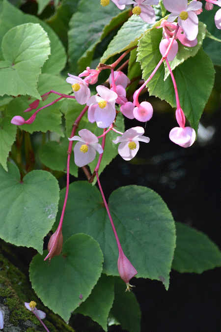 a0001354_20454997.gif