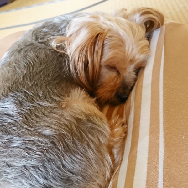 ++ナナ(愛犬)グッズ*の断捨離*&お片付けの時は・・・++_e0354456_09231249.jpg