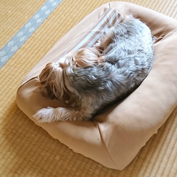 ++ナナ(愛犬)グッズ*の断捨離*&お片付けの時は・・・++_e0354456_09232398.jpg