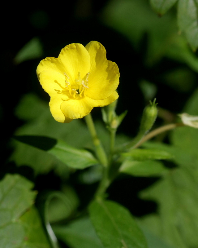 c0305565_17431456.jpg