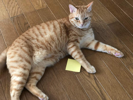 素敵すぎる「いいね~」_e0355177_16025046.jpg