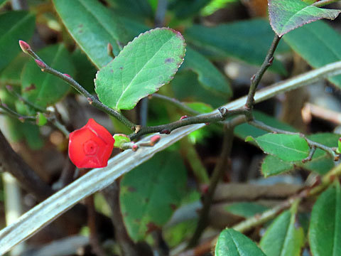 f0083977_22002096.jpg