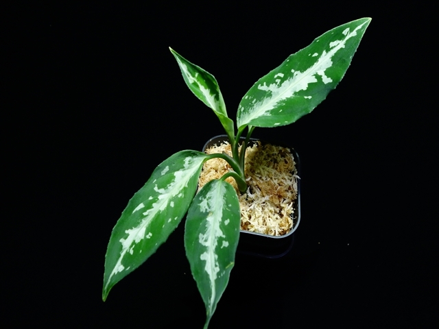 Aglaonema pictum\"さんぷーる\"HD from Aceh barat【AZ0219-1】No1_a0067578_18252254.jpg