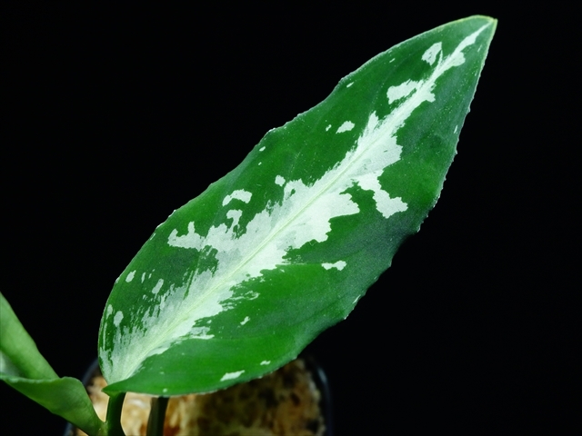 Aglaonema pictum\"さんぷーる\"HD from Aceh barat【AZ0219-1】No1_a0067578_18252763.jpg