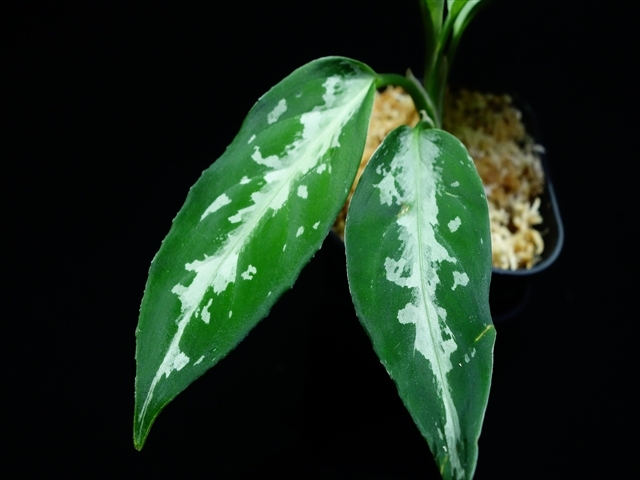 Aglaonema pictum\"さんぷーる\"HD from Aceh barat【AZ0219-1】No1_a0067578_18253244.jpg