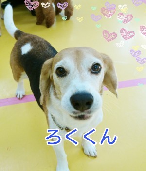 楽しいドッグラン_f0357682_14521265.jpg