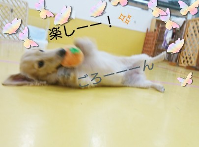 楽しいドッグラン_f0357682_14550298.jpg
