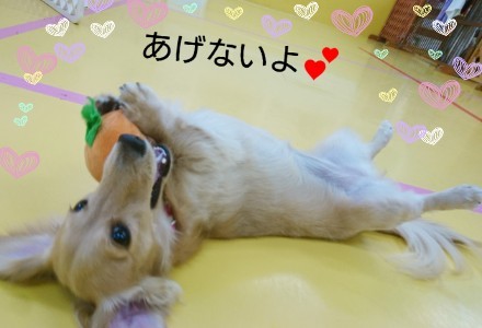 楽しいドッグラン_f0357682_14551886.jpg