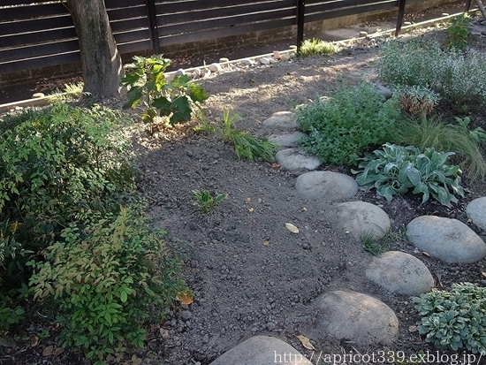 秋の庭しごとスタート!苗の植えつけの下準備_c0293787_18042987.jpg