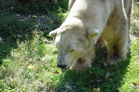 アルマトイ動物園へ ～ アリコルさん、はじめまして！_a0151913_20341163.jpg