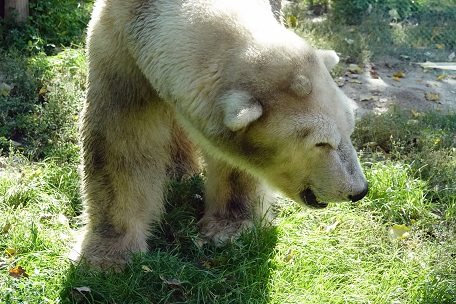 アルマトイ動物園へ ～ アリコルさん、はじめまして！_a0151913_221822.jpg