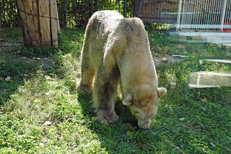 アルマトイ動物園へ ～ アリコルさん、はじめまして！_a0151913_22405622.jpg