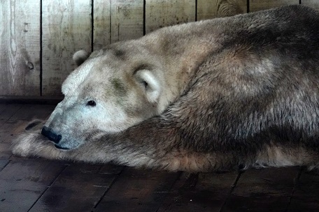 アルマトイ動物園へ ～ アリコルさん、はじめまして！_a0151913_2304274.jpg