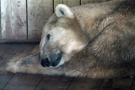 アルマトイ動物園へ ～ アリコルさん、はじめまして！_a0151913_237438.jpg