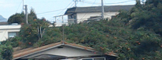 f0371014_06481133.jpg