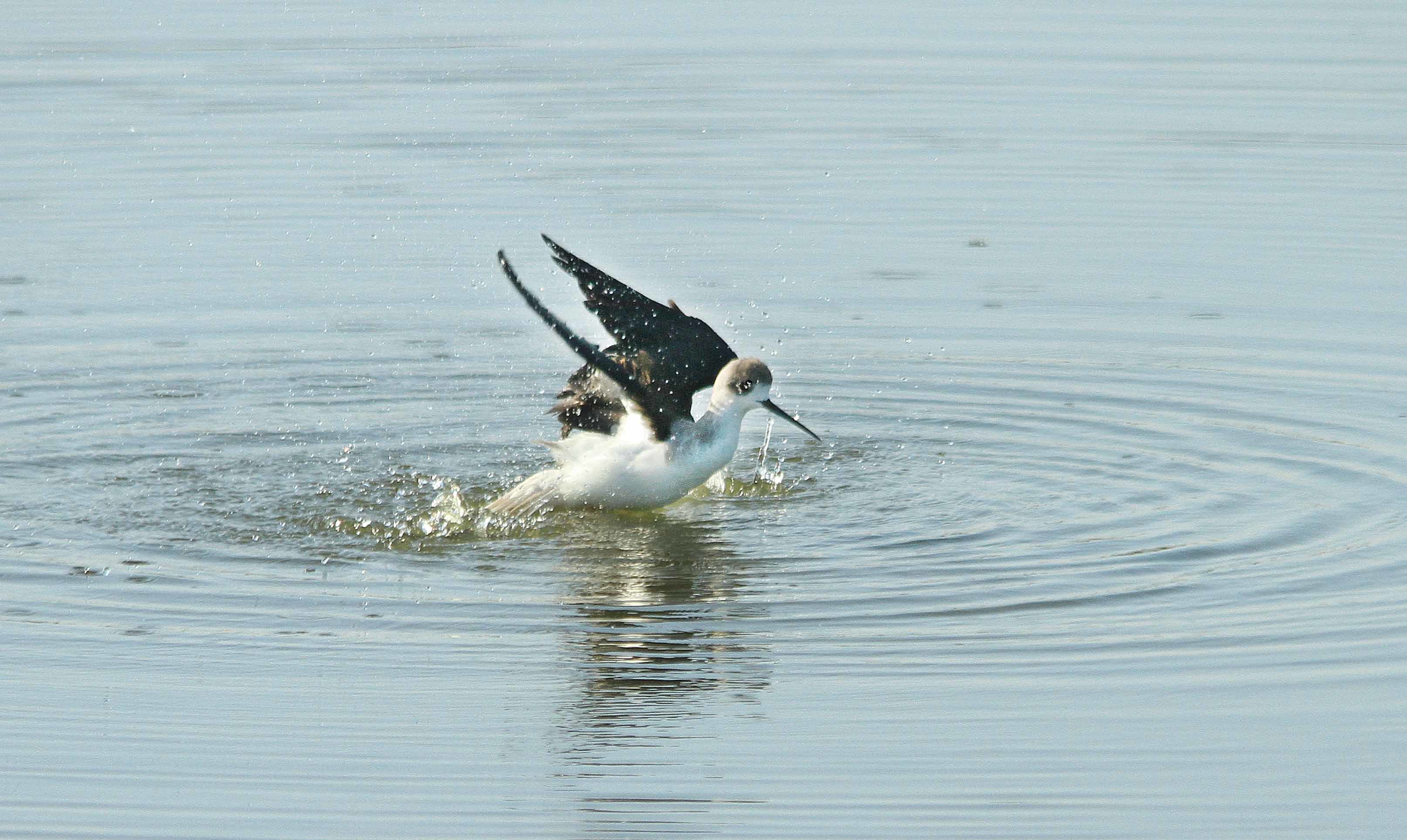 セイタカシギの水浴びー２_c0346822_23391063.jpg