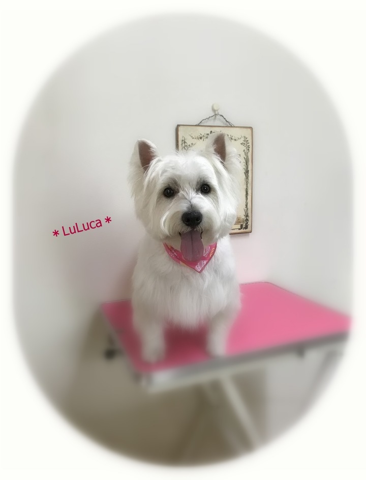 MOMOちゃん&LULUCAちゃん_a0315823_19301793.jpg
