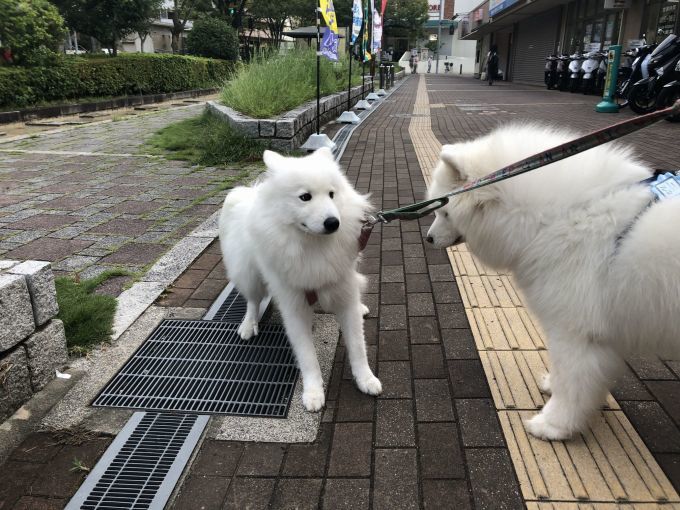 2019年9月前半 インスタ写真集 その2_f0128542_01573868.jpg