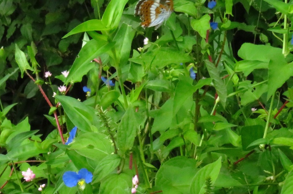 a0018655_09020115.jpg