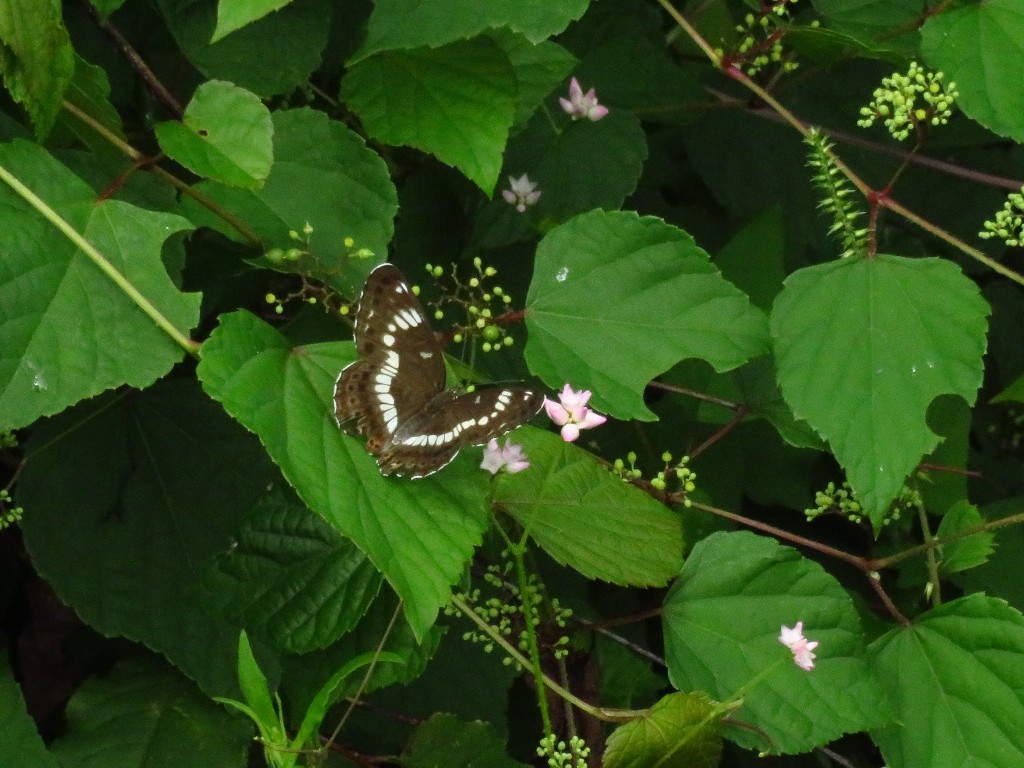 a0018655_09020120.jpg