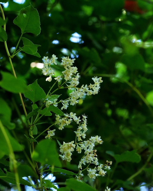 c0305565_17355650.jpg