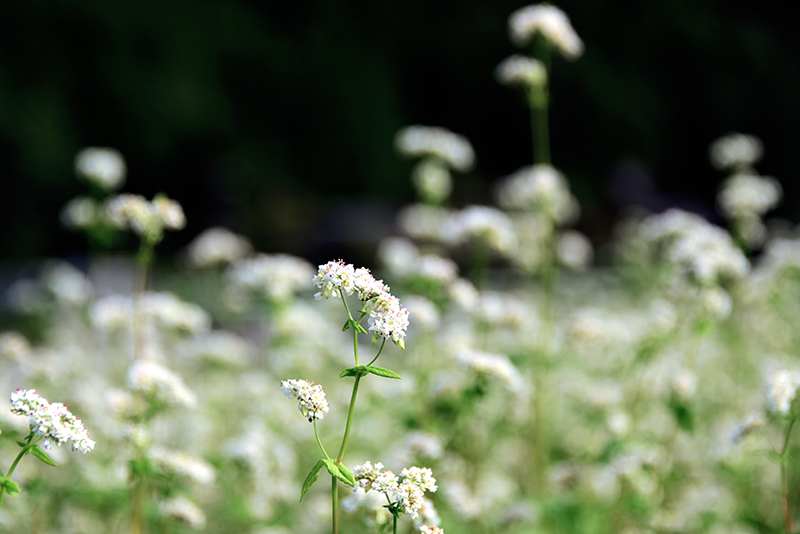 亀岡犬甘野の蕎麦の花_c0317868_14374042.jpg