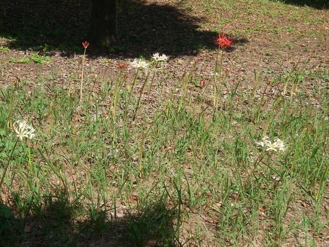 a0074069_18282966.jpg