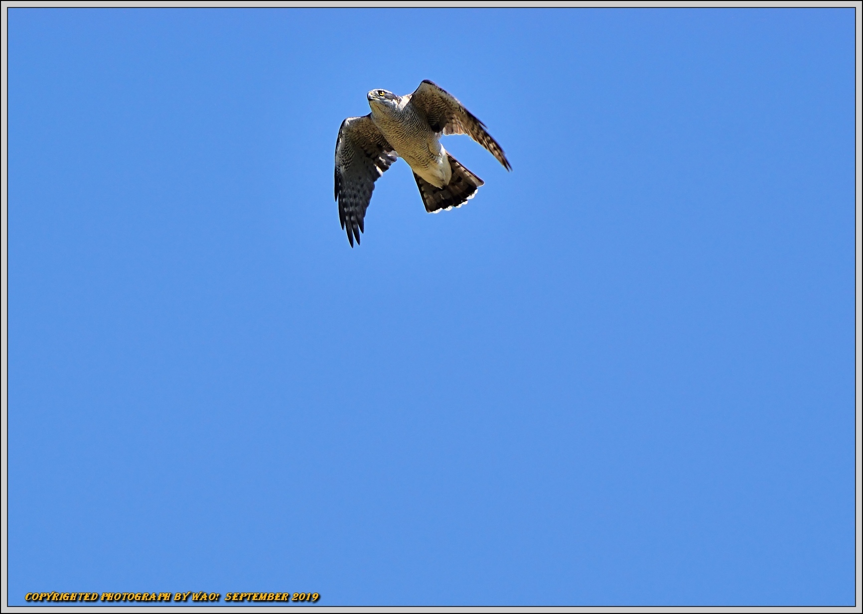 オオタカの成鳥が大空を旋回_c0198669_18255581.jpg