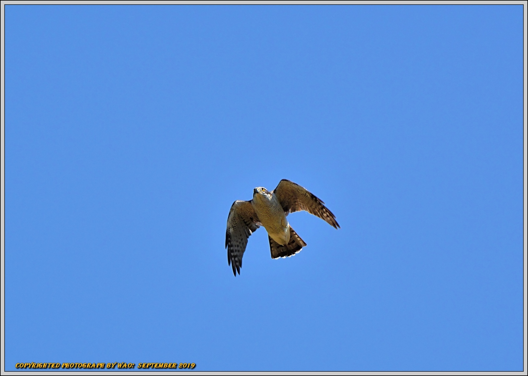 オオタカの成鳥が大空を旋回_c0198669_18260180.jpg