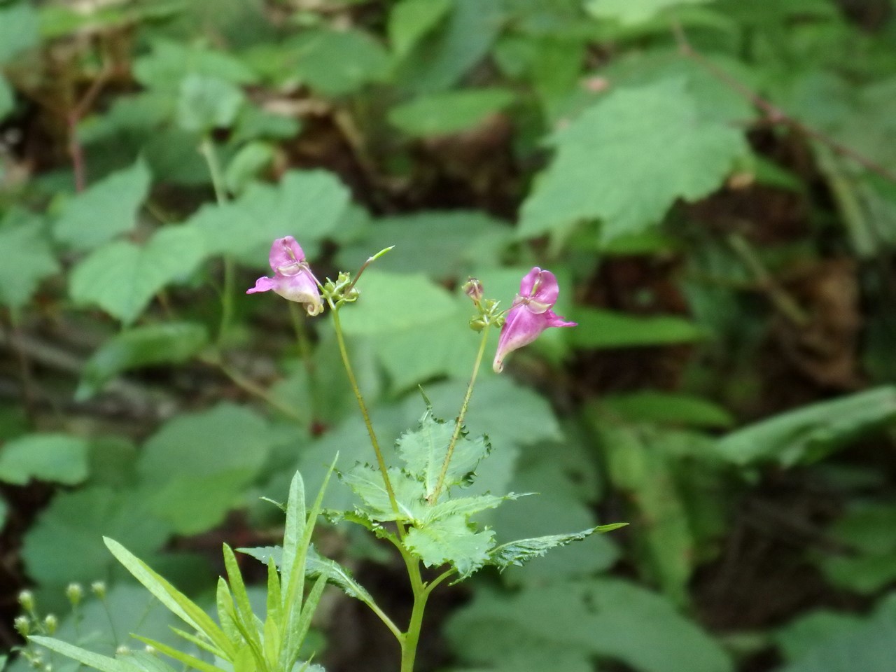 『粥川の矢納滝周辺と釣舟草たち』_d0054276_20494290.jpg