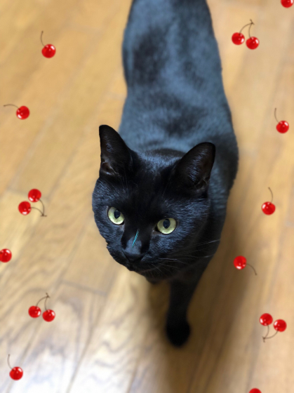 うちの黒猫たち_e0355177_16112004.jpg
