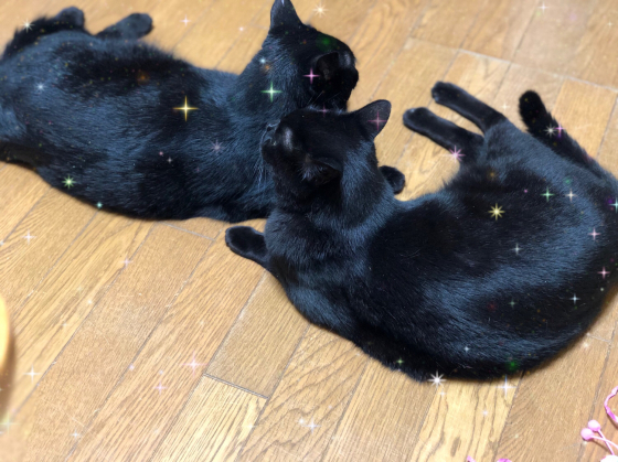 うちの黒猫たち_e0355177_16112262.jpg