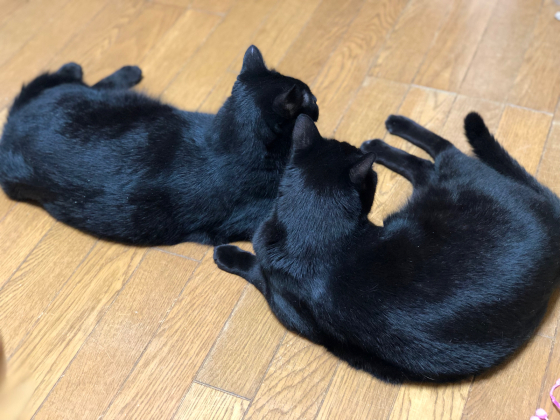 うちの黒猫たち_e0355177_16112372.jpg