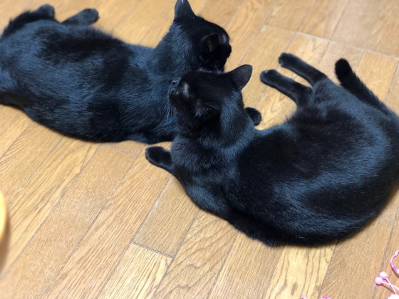 うちの黒猫たち_e0355177_16112691.jpg
