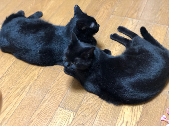 うちの黒猫たち_e0355177_16132493.jpg