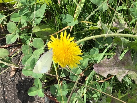 幸せになれない花!_a0053480_05542226.jpg