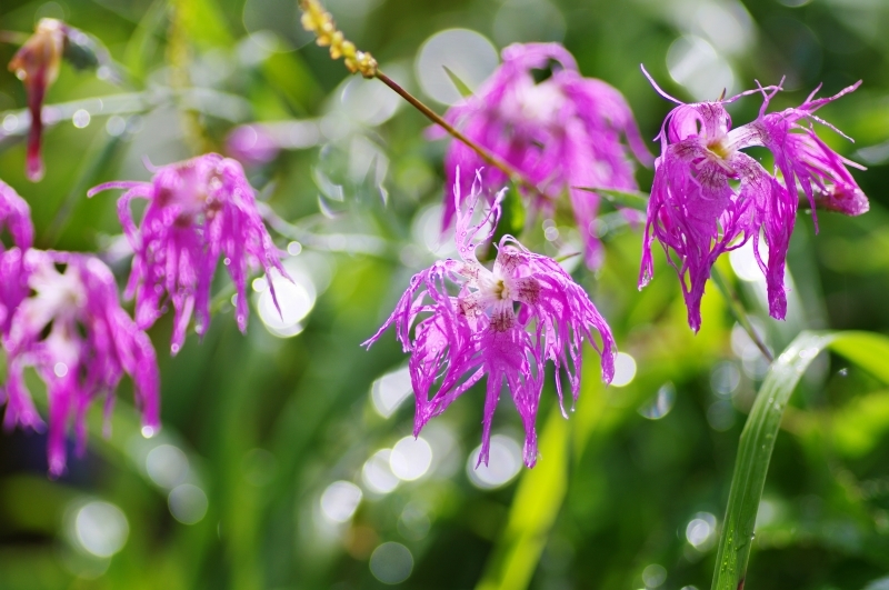 苗場山 夏の花 赤系 自然と仲良くなれたらいいな2 苗場山 夏の花 赤系 自然と仲良くなれたらいいな2