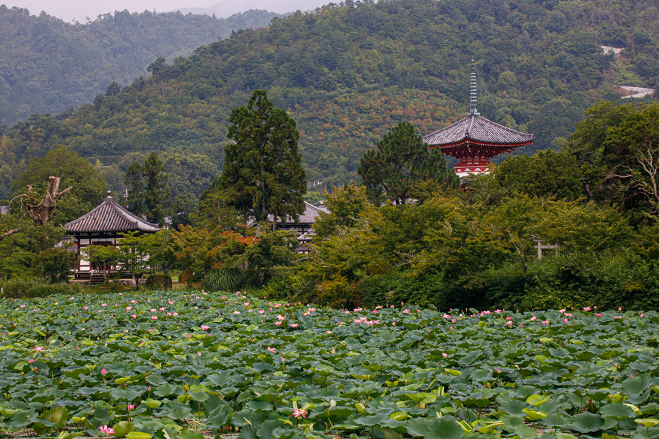 蓮 大覚寺 Prado Photography 蓮 大覚寺 Prado Photography