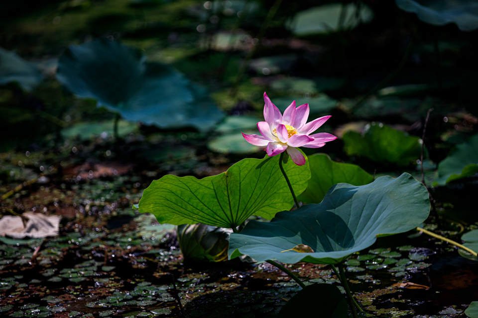 蓮！　　～大覚寺～_b0128581_18510989.jpg