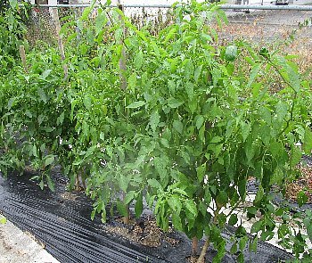 f0003283_20144735.jpg