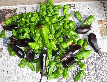 f0003283_20145492.jpg