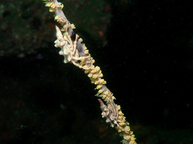 f0151886_16383754.jpg