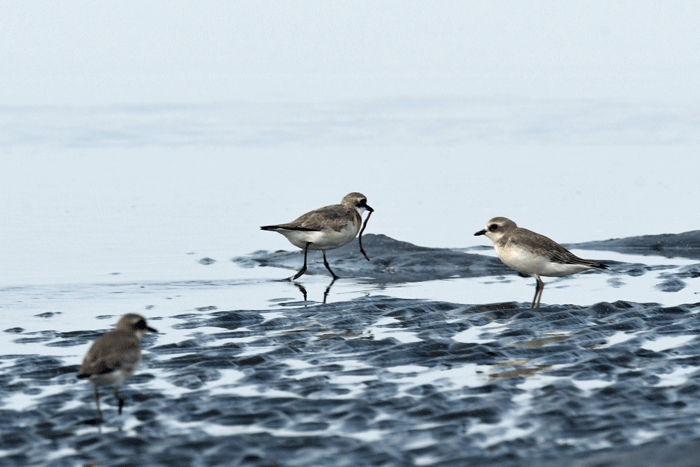 浜辺の鳥さん♪　＜大反嘴鷸・中杓鷸　他＞_e0248688_18295901.gif